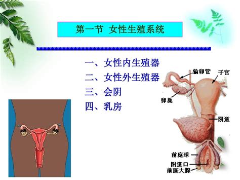 女孩生殖器|小知识:女性生殖系统